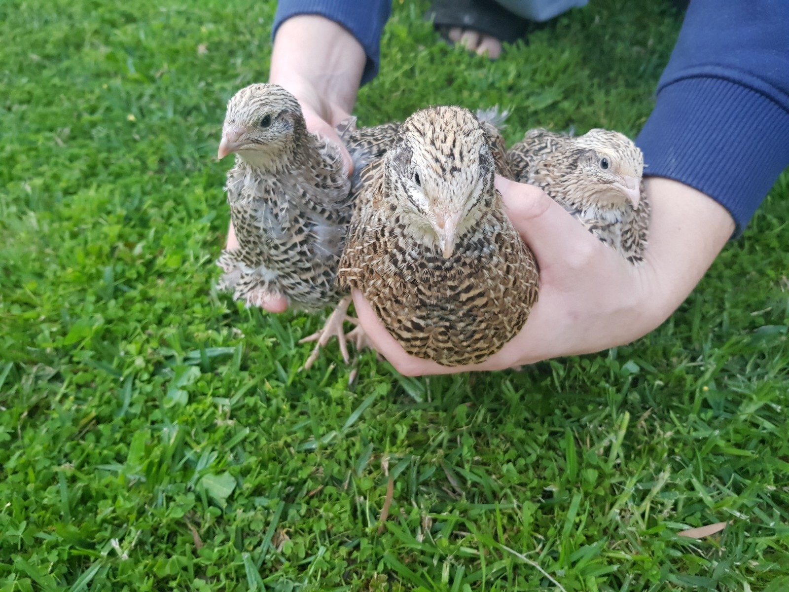 Healthy Jumbo Coturnix Japanese Fertile Quail Eggs x 12 (1 doz) eBay