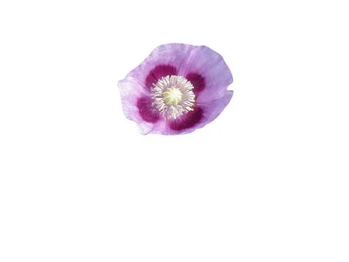 20.000 Samen (1 OZ) -Schlafmohn- Papaver Somniferum - Bild 2 von 2