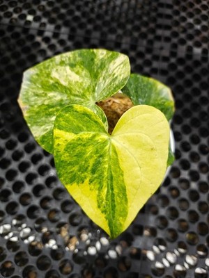 Anthurium clarinervium X Pterodactyl Variegated   Rare Hybrid Collector s Plant