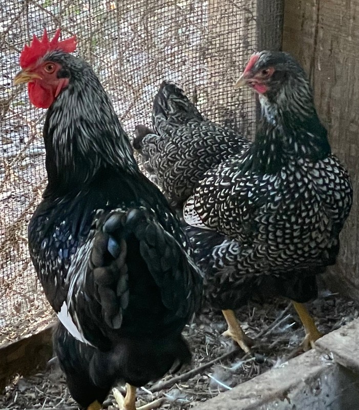 10 double silver laced barnevelder hatching eggs no refunds  no returns