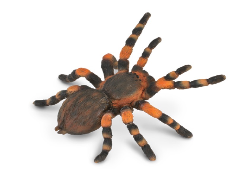 Collecta 88338 Mexican Red Knee Tarantula 8 Cm Wildlife
