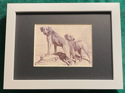 Rhodesian Ridgeback MATTED | FRAMED | READY TO GIFT W 1986 Vintage Dog Art Print