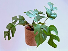 Monstera Minima Fresh Cutting Rare Indoor Houseplant Rhaphidophora Tetrasperma