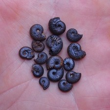 15 pcs 7-10 mm Ammonite Hematite Morocco Jurassic Fossil Ammoniten 2369