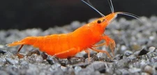 20+2 Orange Sunkist Shrimp - Freshwater Neocaridina Aquarium 100% Live Guarantee