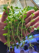bacopa monnieri 15 Fresh Cuttings Aquarium plant