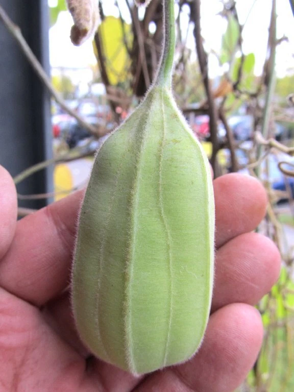 Aristolochia durior (macroph.), Pfeifenwinde winterhart, - Pflanze - - Bild 3 von 4