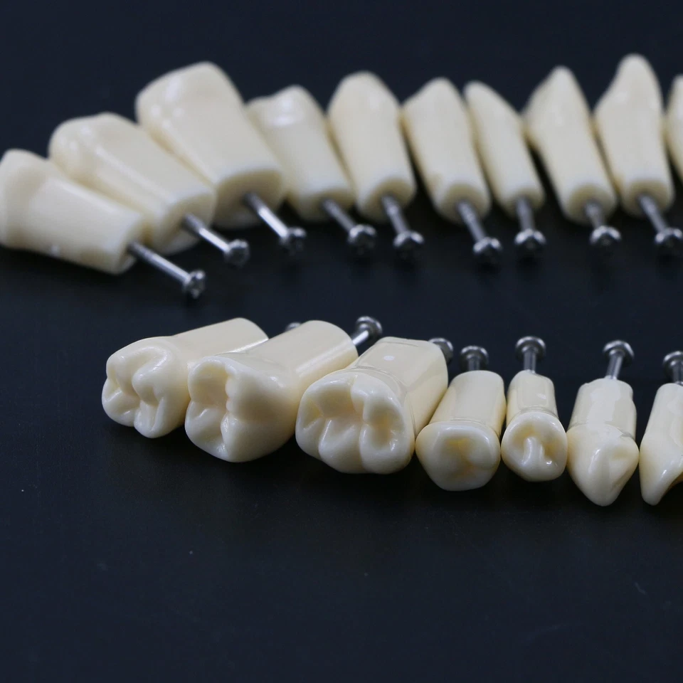 Tipo AG3 Tipo Dental Tipo Repuesto 32 PIEZAS Dientes Atornillables Modelo Frasaco M8022 Foto 3 de 4