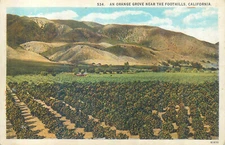 An Orange Grove near the Foothills, California scenic vintage postcard