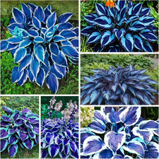 420 Hosta Seeds for Planting Perennial Heart-Shaped Hosta Bare Roots - Rich Fol