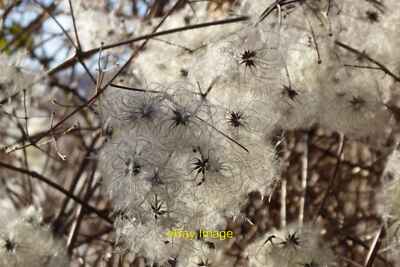 Photo 6x4 Old man's beard Bodenham/SO5351 Old man's beard in a hedg c2022