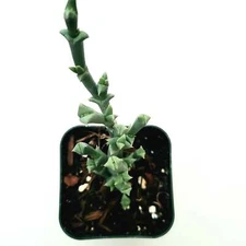 Ruschia uncinata 'Doringvygie' Succulent Plant
