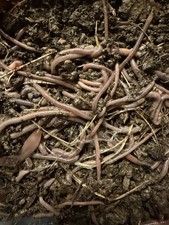 50 Live Garden & Compost Worm Mix – Multiple Species