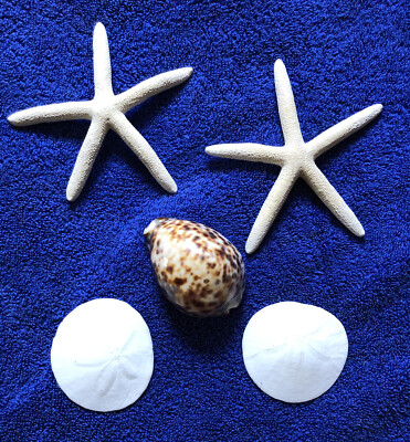 5pcs Mixed Small Lot Sea Life Sample pack
