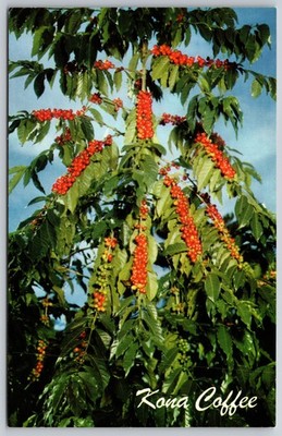 Kona Coffee Tree Red Ripe Beans Hawaii Big Island Agriculture Vintage Postcard