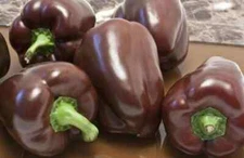 25 CHOCOLATE BEAUTY PEPPER SEEDS ~ heirloomseedguy ~ 2026 ~ NON-GMO