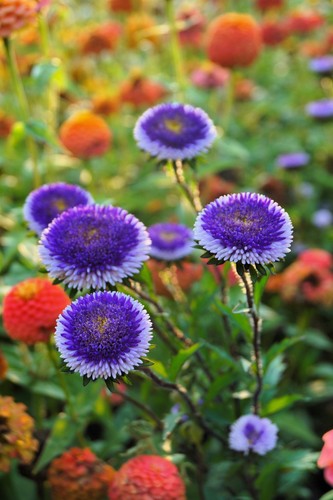 50 BLUE MOON ASTER Callistephus Pompon 2 Tone Flower Seeds *Flat S/H - Picture 2 of 3