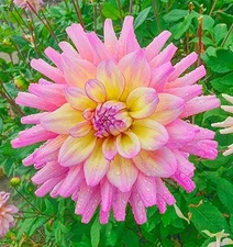 1 "Bahama Mama" Decorative Dahlia - Large Tuber - US Seller