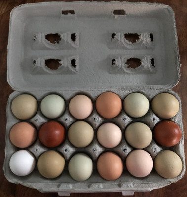 18 Fertile Chicken Hatching Eggs Barnyard Mix/Crested/Easter/Rare Breed Possible