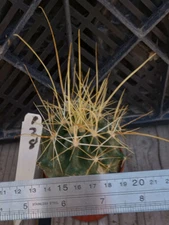 Ferocactus hamatacanthus sinuatus Ferocactus Extra Long Gold Spines 178