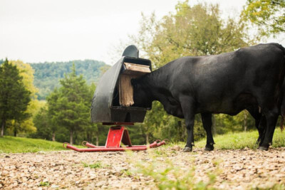 Tarter Super-Duty Mineral Feeder