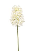 artplants KüNstliche Blume Hyazinthe Euluna, Creme, 50Cm