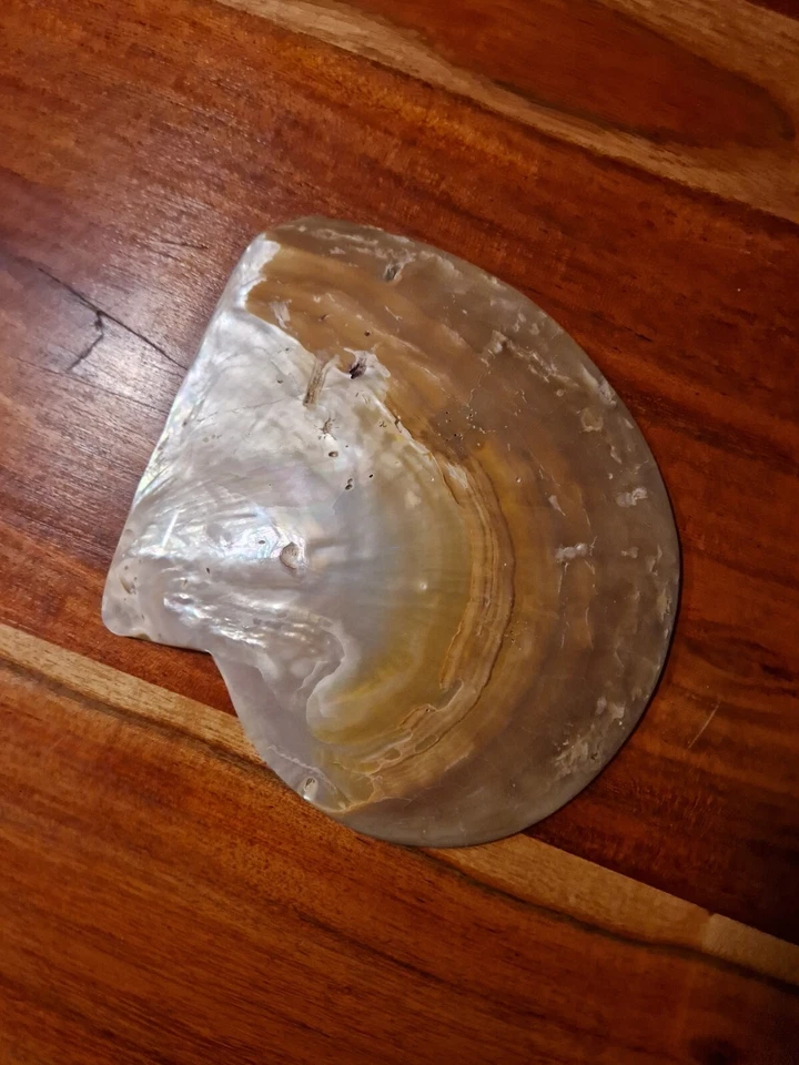 XXL Gold Lip Perlmutt Muschel 200mm lang Pinctada maxima Mother Of Pearl Shell - Bild 2 von 4