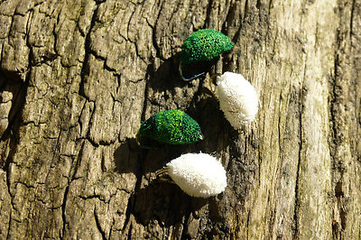 4St. BROTFLIEGE Bread-Fly Meeräsche Karpfen Döbel Fliegenfischen Flyfishing Top