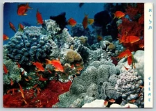 Postcard Eilat Red Sea underwater corals fishes 51