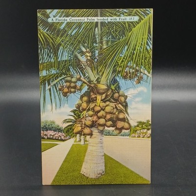 Vtg Linen Postcard Coconut Palm Tree Loaded With Fruit Florida Tropical Beach FL