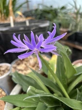 Rare! Griffinia Espiritensis! FS Bulbs!
