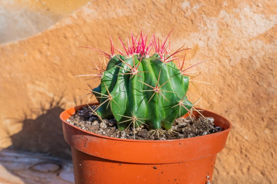 Кактус Ferocactus Prenglei, красный баха, живое растение - Изображение 3 из 4