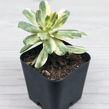 Aeonium Castello Paivae Variegata - Suncup : Succulent Plants In 2" Pot
