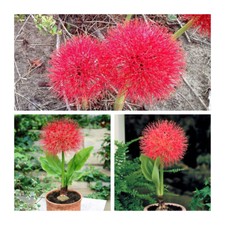 Scadoxus Multiflorus Bulbs ( Blood Lily ) Fragrant Summer Flowers. Easy to Grow