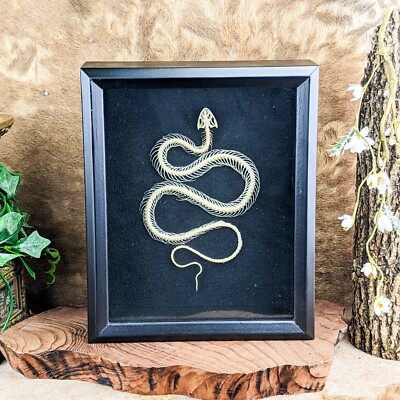LG Blue Krait Snake Skeleton Taxidermy Shadowbox oddity curiosities gift