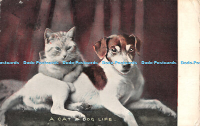 R544295 A Cat and Dog Life National Series 1905