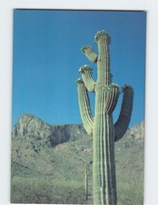 Postcard Cactus in Bloom in Picacho Peak State Park Arizona USA