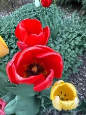 Digital Image Picture Wallpaper Background Desktop Spring Flower! Only 0.99 Cent