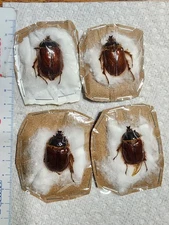 (1) Pleocoma bicolor Rain Beetle from California Coleoptera Insect