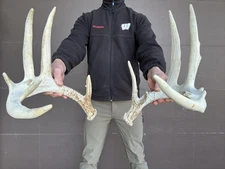 Drop-Tine 12 PT Whitetail Deer Shed Antlers Sheds Horns Rustic Decor  taxidermy