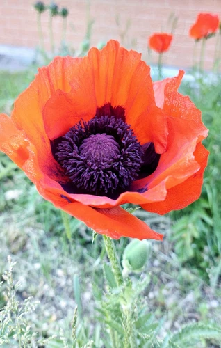 2000 Semi🌺Papaver Somniferum🌺2024