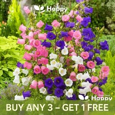 CANTERBURY BELLS MIX - 1500 seeds - Campanula medium -