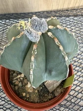 ASTROPHYTUM MYRIOSTIGMA FUKURYU Nudum Large! 6” Pot