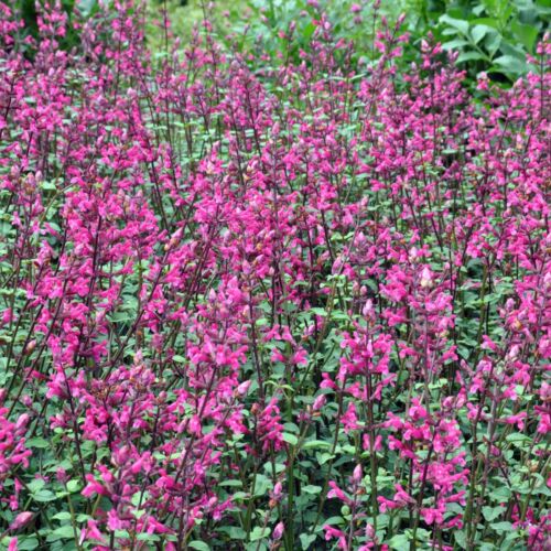 PERENNIAL SALVIA PLUG PLANTS PICK + MIX PAY ONLY ONE POSTAGE COST MIXED FLOWERS - Picture 47 of 88