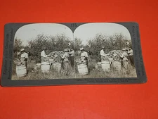 Keystone Stereoview 175 Ozark Apple Region of Missiouri Picking Sorting Packing 
