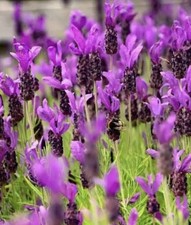 French Lavender Lavendula Stoechas 8x PLUG PLANTS PREORDER
