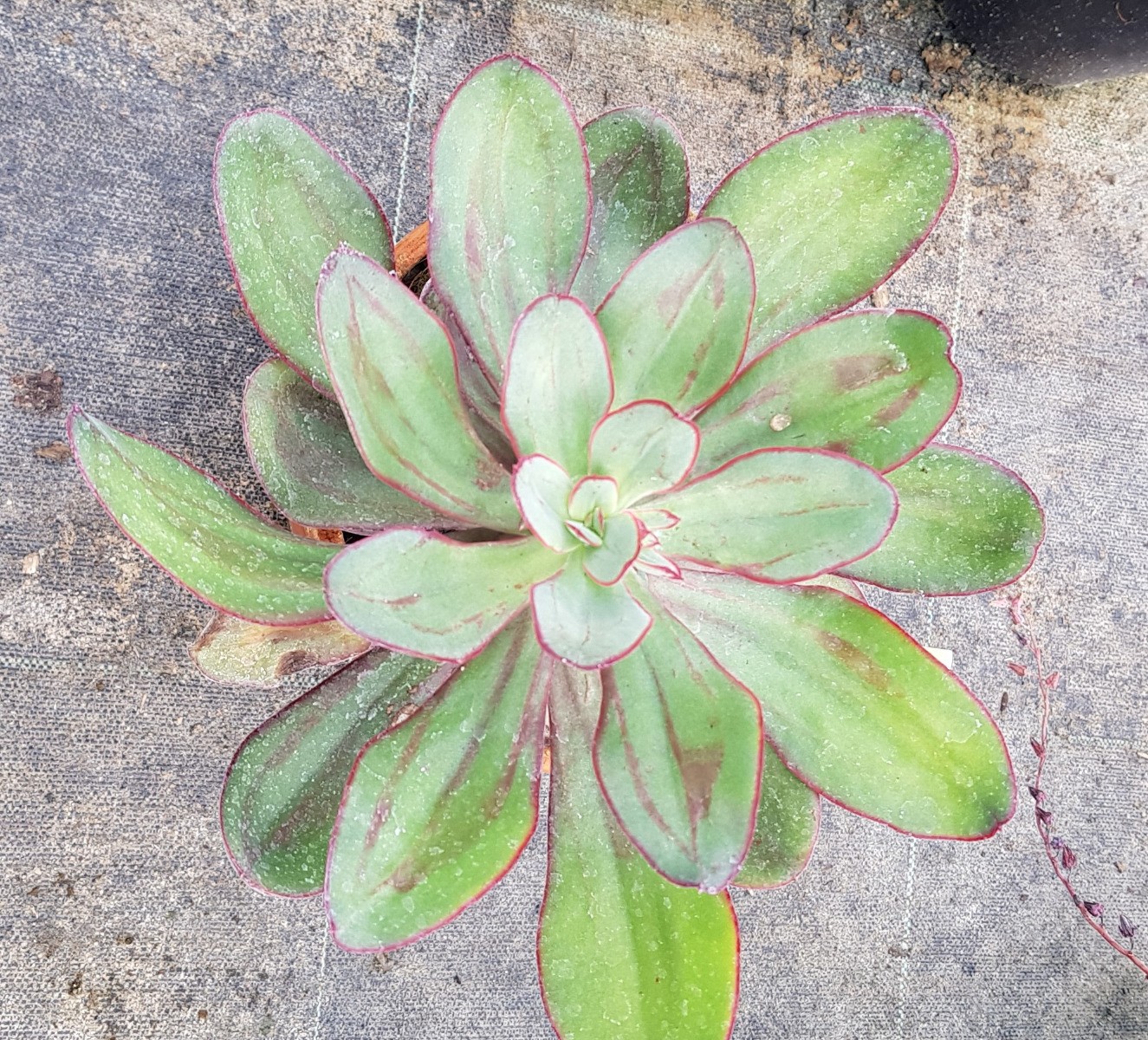 Echeveria nodulosa Maruba Benitsukasa en pot de 2L plante succulente d'extérieur