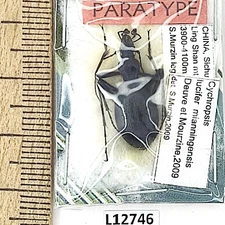 Carabidae, Cychropsis lucifer mianningensis, A1, China, L12746, PARATYPUS