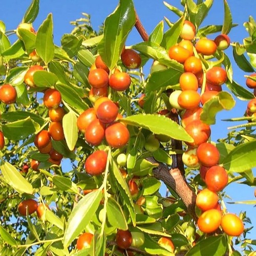 Ziziphus mauritiana, Ziziphus jujuba 5 PCS fresh seeds, fruit seeds, organic - Picture 4 of 5