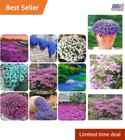 Creeping Thyme Seeds Mix Ground Cover for Pollinators Summer Bloom